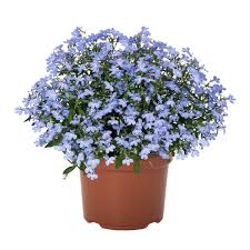 Image result for Lobelia erinus