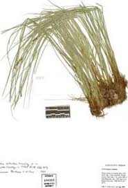 Attēlu rezultāti vaicājumam “Carex diandra”