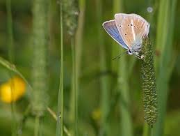 Attēlu rezultāti vaicājumam “Agrodiaetus damon underside”