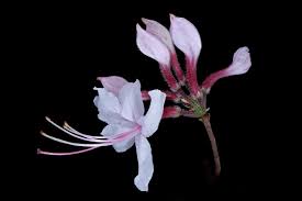 Attēlu rezultāti vaicājumam “Rhododendron periclymenoides”