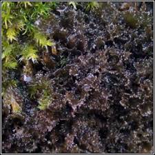 Attēlu rezultāti vaicājumam “Leptogium lichenoides”