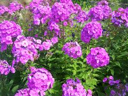 Attēlu rezultāti vaicājumam “Phlox paniculata”