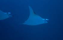 Image result for Mobula thurstoni