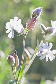 Attēlu rezultāti vaicājumam “Silene latifolia subsp. alba flower”