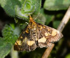 Attēlu rezultāti vaicājumam “Pyrausta aurata”