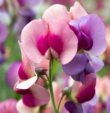 Image result for Lathyrus odoratus