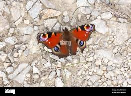 Attēlu rezultāti vaicājumam “Inachis io”