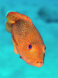 Image result for Cephalopholis fulva