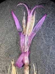 Attēlu rezultāti vaicājumam “Arcyria helvetica stalked”