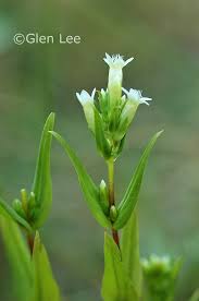 Attēlu rezultāti vaicājumam “Gentianella amarella”