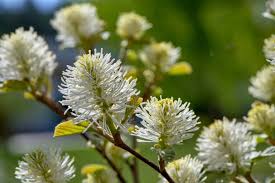 Attēlu rezultāti vaicājumam “Fothergilla major”