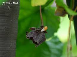 Attēlu rezultāti vaicājumam “Viola odorata bud”