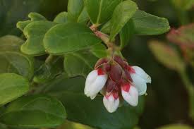 Attēlu rezultāti vaicājumam “Vaccinium vitis-idaea bud”