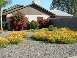 Image result for Dimorphotheca sinuata