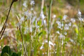 Attēlu rezultāti vaicājumam “Trichophorum alpinum”