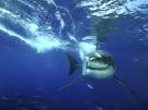 Dangerous and Deadly Sea Creature Photos -- National Geographic