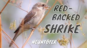 Attēlu rezultāti vaicājumam “Lanius collurio juvenile”