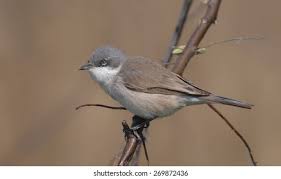 Attēlu rezultāti vaicājumam “Sylvia curruca”