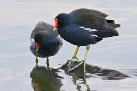Attēlu rezultāti vaicājumam “Gallinula chloropus juvenile”