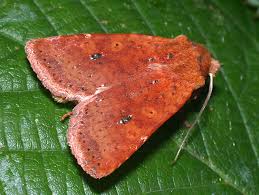 Attēlu rezultāti vaicājumam “Conistra rubiginea”