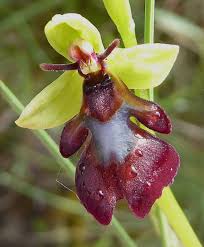 Attēlu rezultāti vaicājumam “Ophrys insectifera”