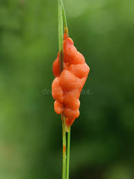 Attēlu rezultāti vaicājumam “Lignydium muscorum macro”