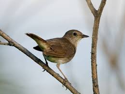 Image result for Luscinia luscinia