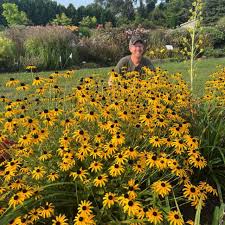 Image result for Rudbeckia Paradisio
