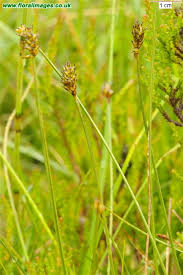 Attēlu rezultāti vaicājumam “Carex dioica male flower”