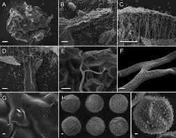 Attēlu rezultāti vaicājumam “Diderma radiatum stalked”