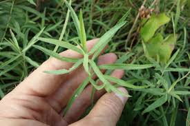 Attēlu rezultāti vaicājumam “Achillea salicifolia”