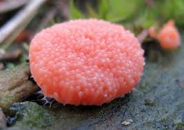 Attēlu rezultāti vaicājumam “Diderma subviridifuscum var. macrospora* macro”