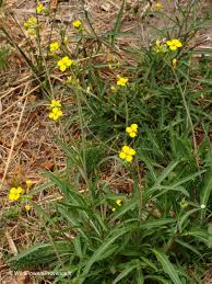Attēlu rezultāti vaicājumam “Diplotaxis muralis flower”