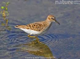 Image result for Calidris minutilla