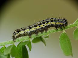 Attēlu rezultāti vaicājumam “Orthosia miniosa imago”