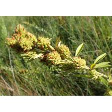 Attēlu rezultāti vaicājumam “Lophozia capitata”