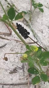 Attēlu rezultāti vaicājumam “Medicago lupulina fruit”