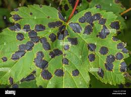 Attēlu rezultāti vaicājumam “Rhytisma acerinum”