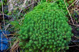 Attēlu rezultāti vaicājumam “Polytrichum formosum”