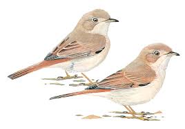 Image result for Sylvia nana