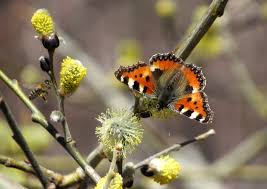 Attēlu rezultāti vaicājumam “Aglais urticae underside”