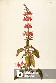 Attēlu rezultāti vaicājumam “Labiatae”