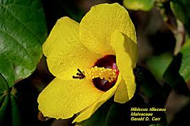 Attēlu rezultāti vaicājumam “Malvaceae”