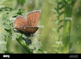 Attēlu rezultāti vaicājumam “Agrodiaetus amandus female”