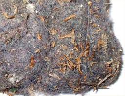 Attēlu rezultāti vaicājumam “Attagenus pellio”