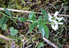 Attēlu rezultāti vaicājumam “Polygala vulgaris leaf”