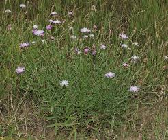 Attēlu rezultāti vaicājumam “Centaurea jacea bud”