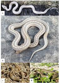 Attēlu rezultāti vaicājumam “Coronella austriaca adult”