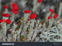 Attēlu rezultāti vaicājumam “Cladonia floerkeana”