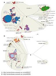 Attēlu rezultāti vaicājumam “Enteridium variabile macro”